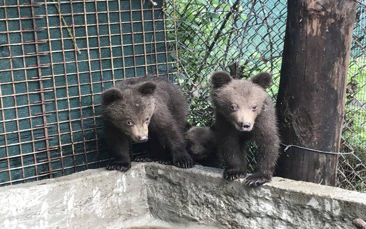 Στην αγκαλιά του Αρκτούρου τρία ορφανά αρκουδάκια από τη Βουλγαρία