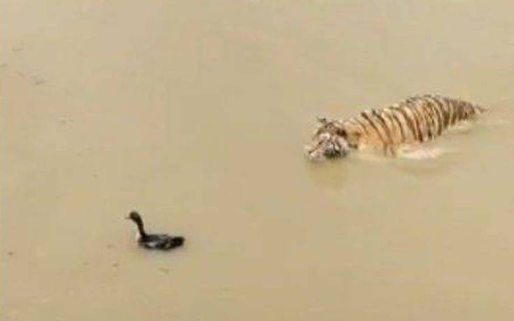 Η έξυπνη πάπια που έκανε μία τίγρη να τα χάσει
