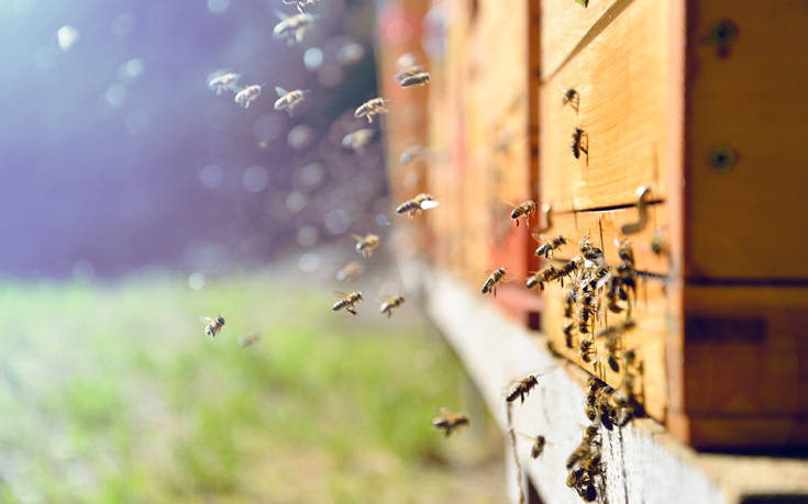 Οι μέλισσες-δολοφόνοι που φτιάχτηκαν από ένα επιστημονικό πείραμα που πήγε στραβά