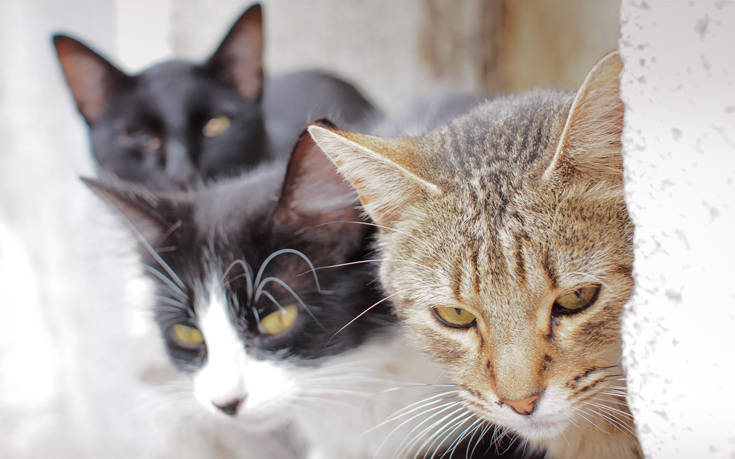 Έρευνες για τη θανάτωση αδέσποτων γατών στις Σπέτσες