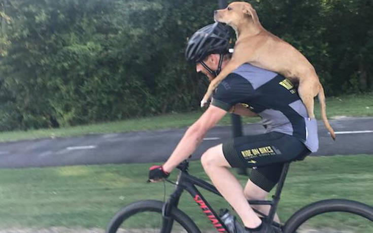 Ποδηλάτης έσωσε τραυματισμένο σκύλο, μεταφέροντάς τον στην πλάτη του