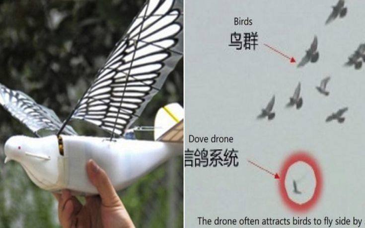 Περιστέρια- drones παρακολουθούν πολίτες στην Κίνα