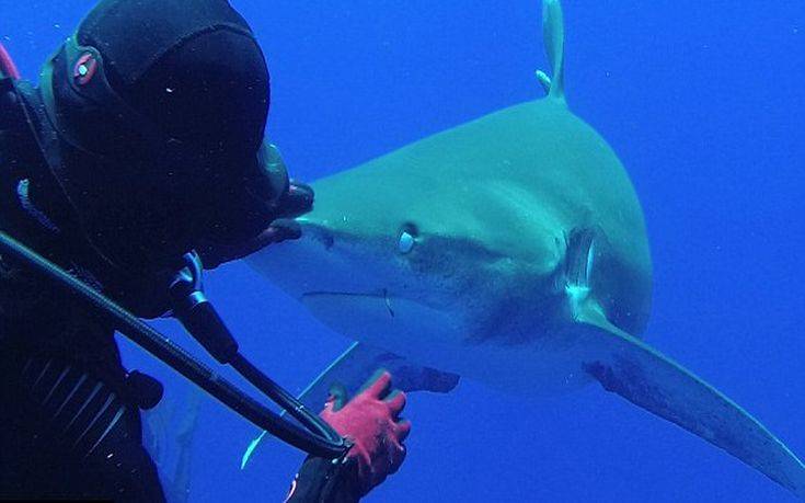 Ατρόμητη δύτης βγάζει αγκίστρι από το στόμα καρχαρία