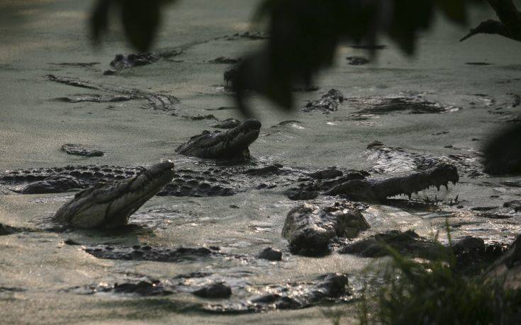 Έσφαξαν σχεδόν 300 κροκόδειλους σε χωριό της Ινδονησίας