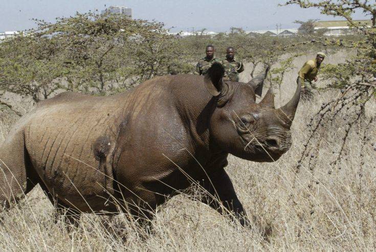 Επτά μαύροι ρινόκεροι πέθαναν στην Κένυα