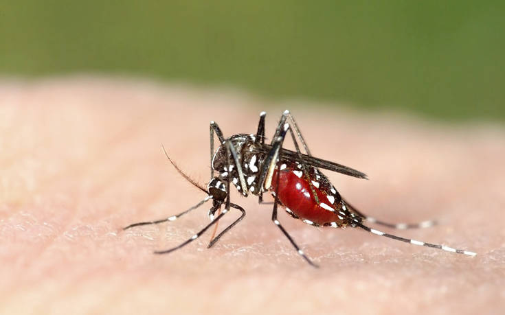 «Εισβολή» κουνουπιών σε πάνω από 5.500 εστίες στην Κρήτη