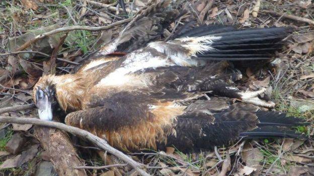 Μία σύλληψη στην Αυστραλία για τη δηλητηρίαση προστατευόμενου είδους αετού