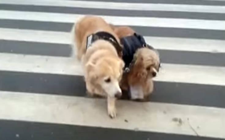 Τυφλός σκύλος έχει τον δικό του… σκύλο οδηγό