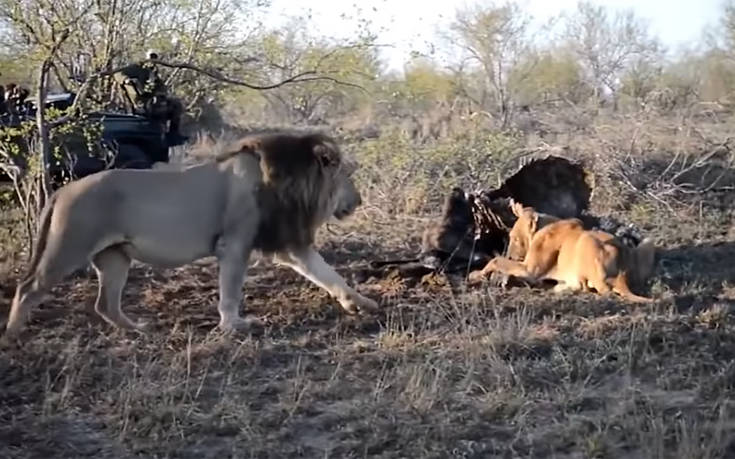 Η επίθεση λιονταριών σε λέαινα για να της κλέψουν το φαΐ