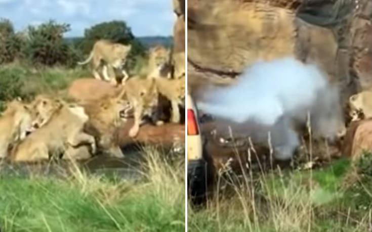 Η μανιασμένη επίθεση θηλυκών λιονταριών σε αρσενικό