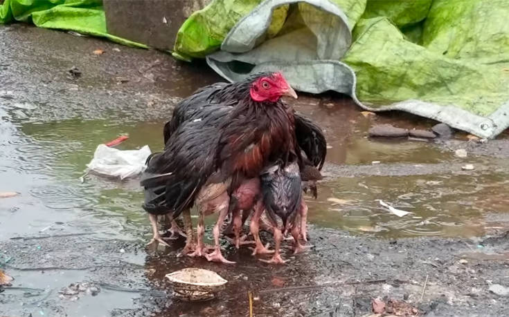 Μητέρα κότα προστατεύει τα μικρά της από τη βροχή