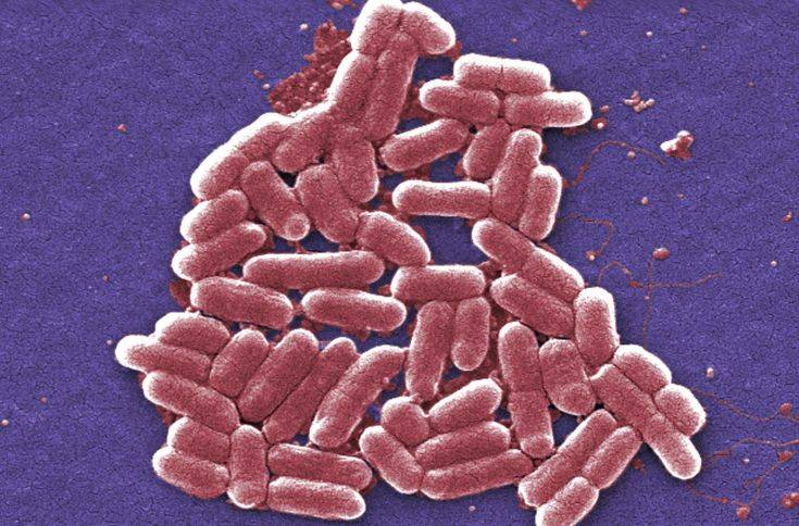 Δύο νεκρά παιδιά από το βακτήριο E coli στην Αγγλία