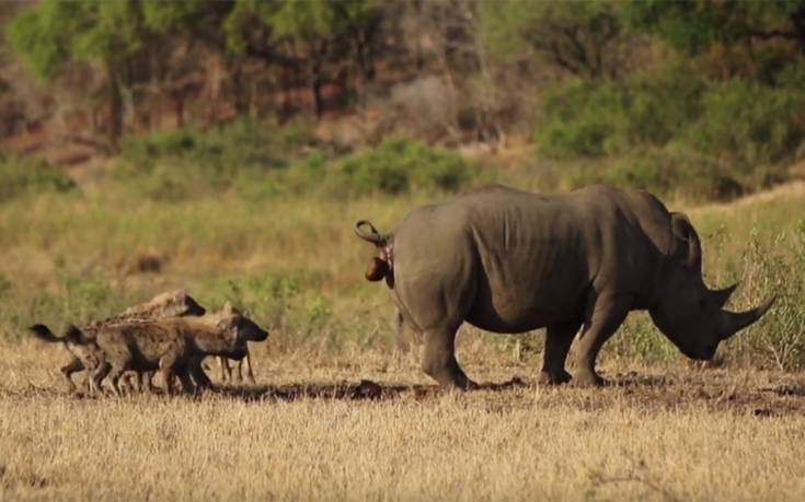 Δεν φαντάζεστε με τι τρόπο προσπαθεί αυτός ο ρινόκερος να διώξει τις ύαινες