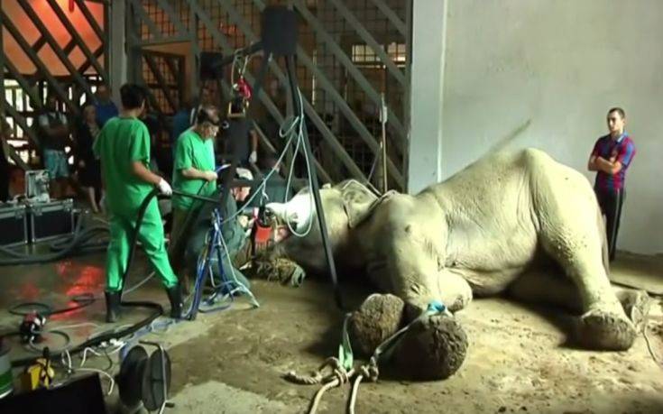 Χειρουργική επέμβαση σε χαυλιόδοντα ελέφαντα στο ζωολογικό κήπο της Τιφλίδας
