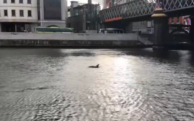 Απρόσμενος επισκέπτης σε ποταμό του Δουβλίνου