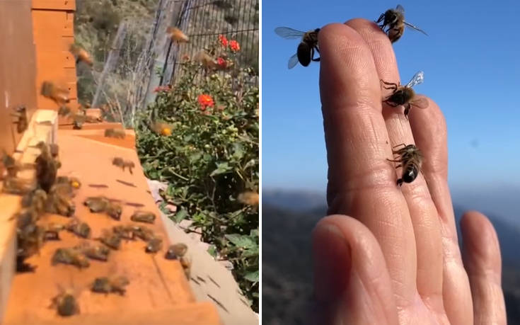 Πώς κατάφερε μια αλλεργική στις μέλισσες να γίνει… μελισσοκόμος