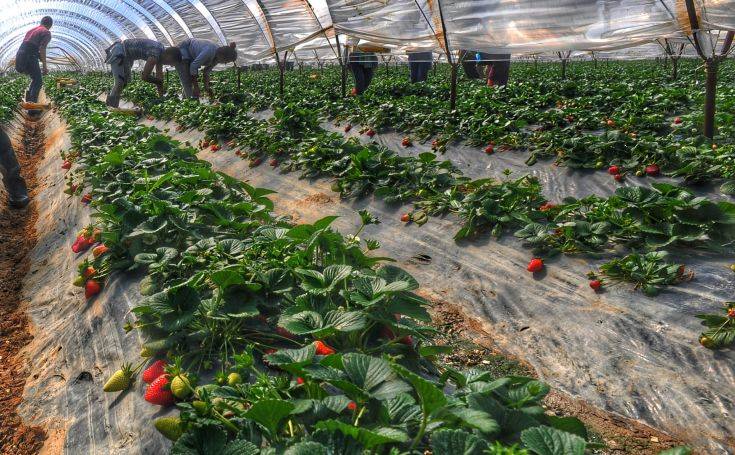 Μειώθηκε κι άλλο η ποινή για τις ματωμένες φράουλες στη Μανωλάδα