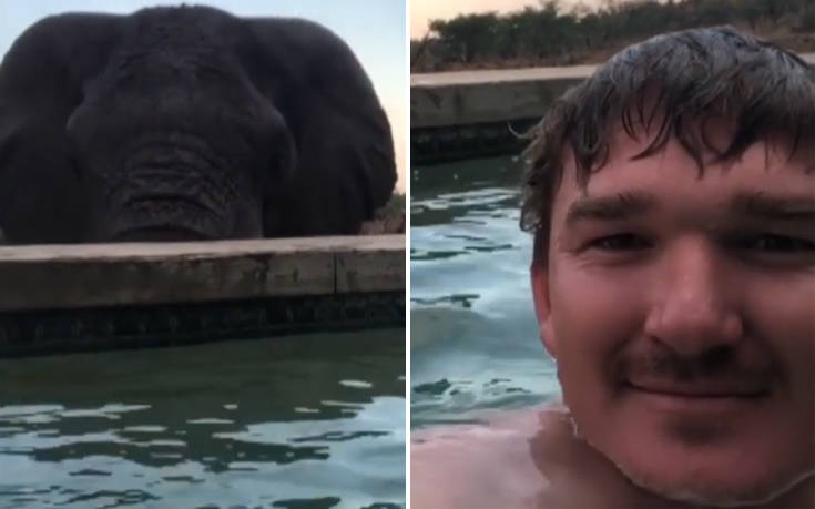 Απολάμβανε το μπάνιο του στην πισίνα, ο ελέφαντας όμως είχε άλλη γνώμη