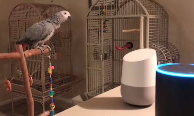 Παπαγάλος προσπαθεί να παραγγείλει φράουλες μέσω του ψηφιακού βοηθού Alexa