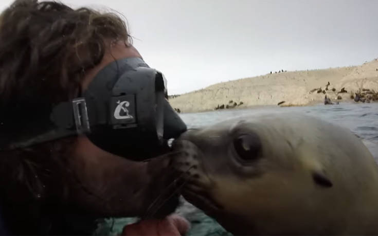 Δύτης και θαλάσσιο λιοντάρι δίνουν… φιλάκια στο στόμα
