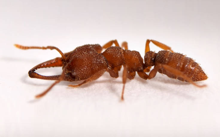 Το μυρμήγκι «Δράκουλας» έχει την πιο γρήγορη κίνηση στη φύση