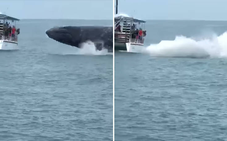 Επικίνδυνα κοντά στο σκάφος βρέθηκε η&#8230; παιχνιδιάρα φάλαινα