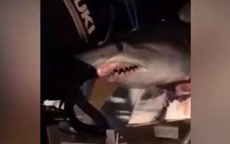 Κυκλοφορούσαν στον αυτοκινητόδρομο με έναν καρχαρία να κρέμεται από τη βάρκα τους
