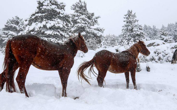 Νεκρά εντοπίστηκαν τρία άγρια άλογα στη Στράτο Αγρινίου