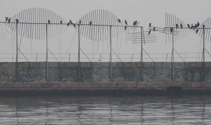 Φτερωτό θέαμα στο λιμάνι της Θεσσαλονίκης