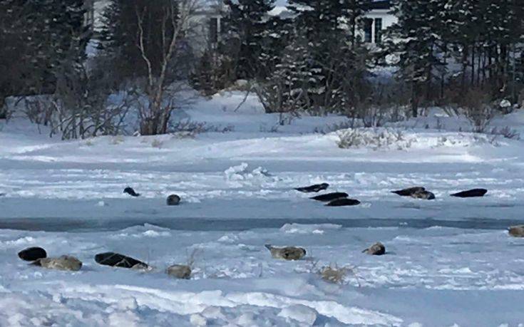 Αγέλη από… φώκιες εισέβαλε σε χωριό στον Καναδά