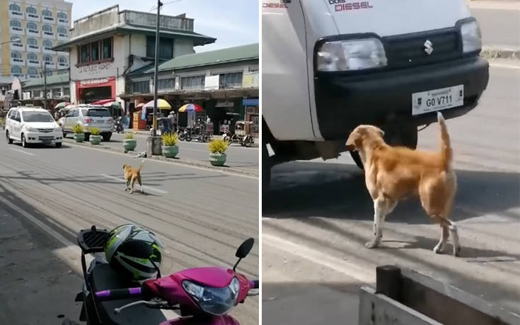 Μητέρα σκύλος προσπαθεί να σταματήσει τα αυτοκίνητα ζητώντας βοήθεια για το κουτάβι της