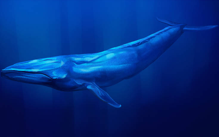 Δε φαντάζεστε πόσες θερμίδες περιέχει μια μπουκιά της γαλάζιας φάλαινας