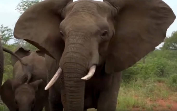 Τα πήραν άσχημα με τους τουρίστες οι… ελέφαντες