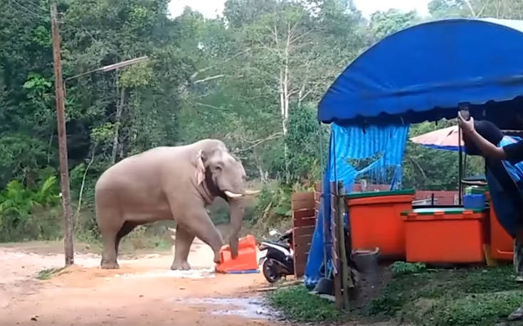 Τζαναμπέτης ελέφαντας κλέβει το φαγητό των ανθρώπων