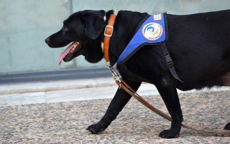 Πέθανε ο πρώτος σκύλος-οδηγός τυφλών στην Ελλάδα