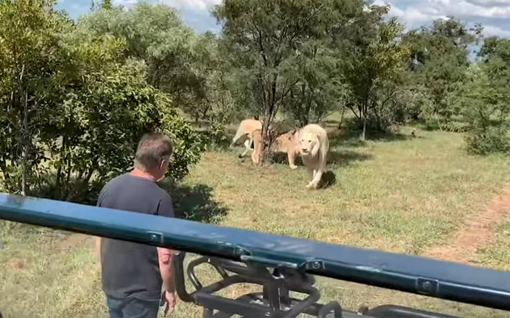 Δείτε πώς υποδέχονται τα λιοντάρια το… αφεντικό τους