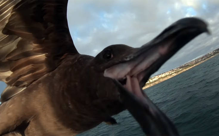 Η ιδιαίτερη στιγμή που θαλασσοπούλι προσπαθεί να αρπάξει την… κάμερα