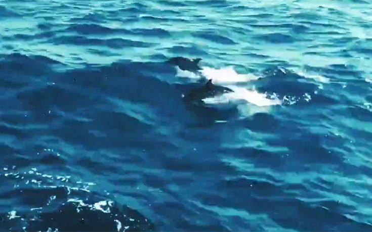 Τα νεκρά δελφίνια στο Αιγαίο και το βίντεο &#8211; απάντηση των Τούρκων