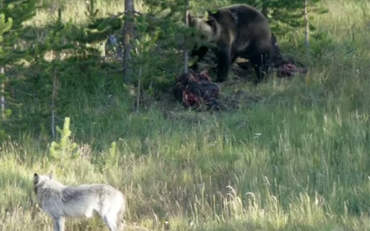 Λύκος εναντίον αρκούδας για μια μπουκιά ελαφιού