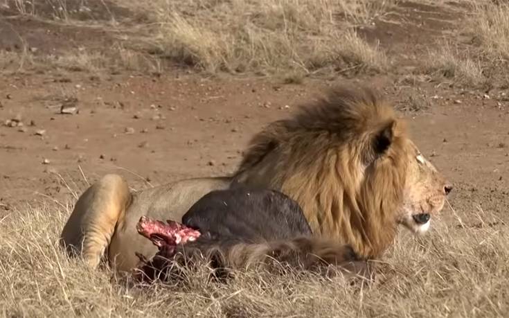Η άγρια μάχη εντός της αγέλης άφησε ένα μικρό λιοντάρι παράλυτο