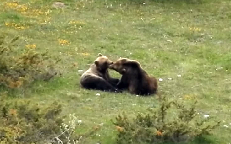 Δύο ερωτοχτυπημένες αρκούδες έχουν μάτια μόνο η μία για την άλλη