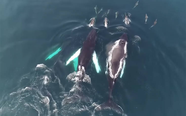 Εκπληκτικό βίντεο με φάλαινες και δελφίνια να παίζουν στις ακτές της Ιρλανδίας