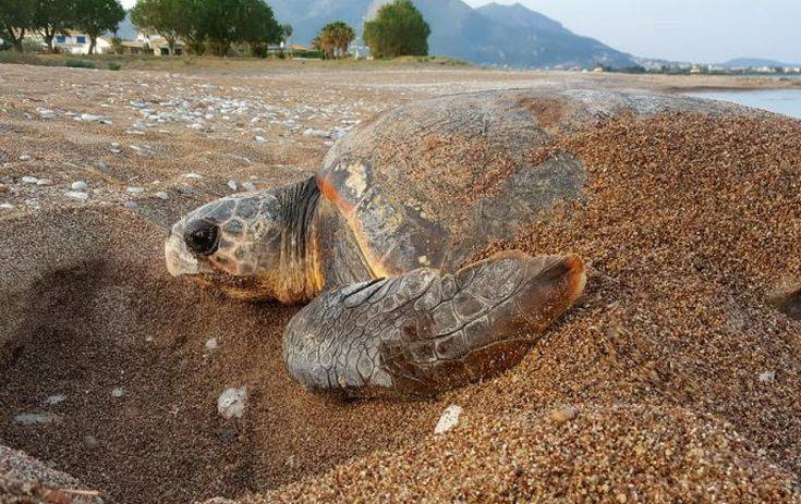 Θαλάσσια χελώνα άφησε τα αυγά της στην παραλία Λεβεντοχωρίου