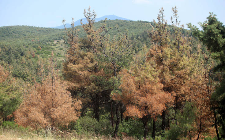 Απαγόρευση κυκλοφορίας μέχρι τα μεσάνυχτα στο Σέιχ Σου λόγω κινδύνου πρόκλησης πυρκαγιάς