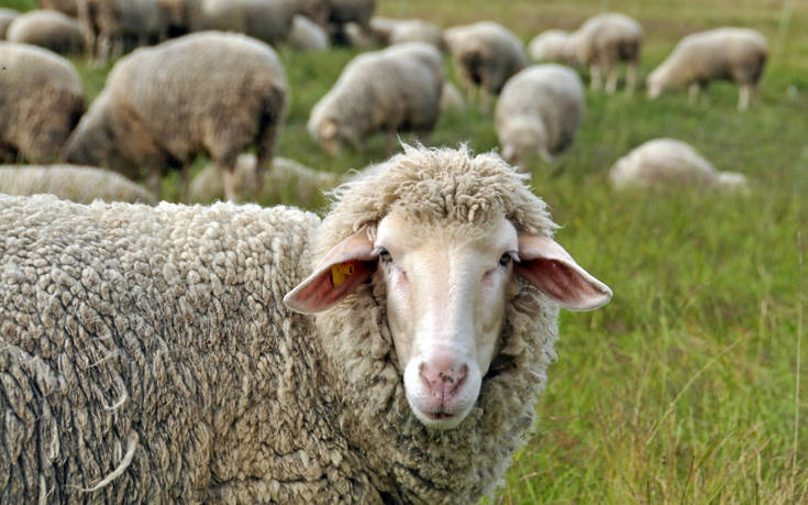 Βοσκός στην Κρήτη έβαλε GPS σε πρόβατο κι έπιασε τους ζωοκλέφτες
