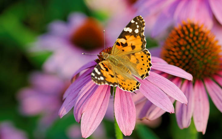 Σταθμός η Βρετανία στην εντυπωσιακή μετανάστευση των πεταλούδων Painted Lady