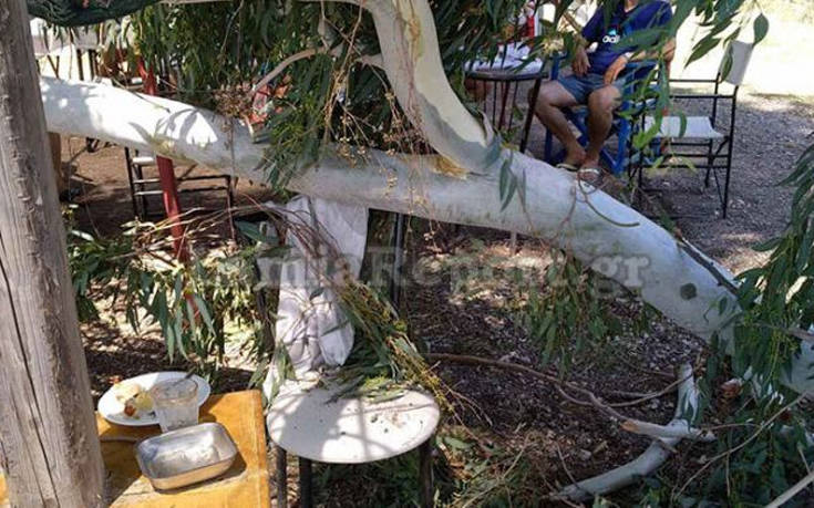 Παραλίγο τραγωδία στη Στυλίδα, δέντρο προσγειώθηκε σε καρέκλα