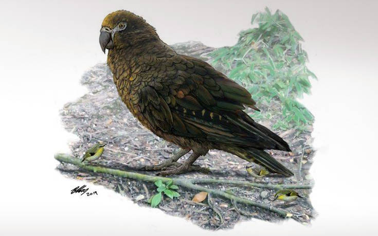 «Ηρακλής ο Απρόσμενος»: Βρέθηκε απολίθωμα του μεγαλύτερου παπαγάλου στη Γη