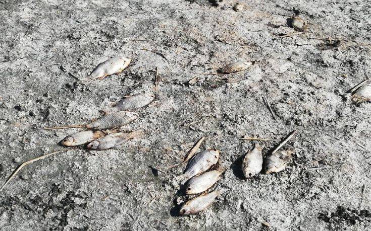 Χιλιάδες νεκρά ψάρια στη λίμνη Κορώνεια