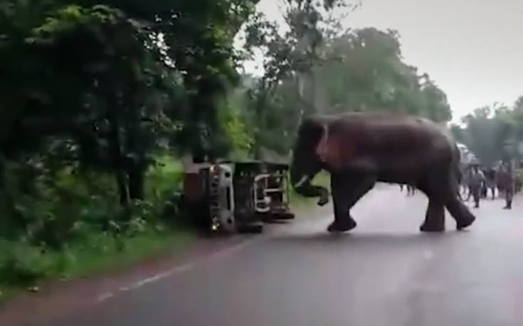 «Εκνευρισμένος» ελέφαντας ανατρέπει παρκαρισμένο φορτηγό